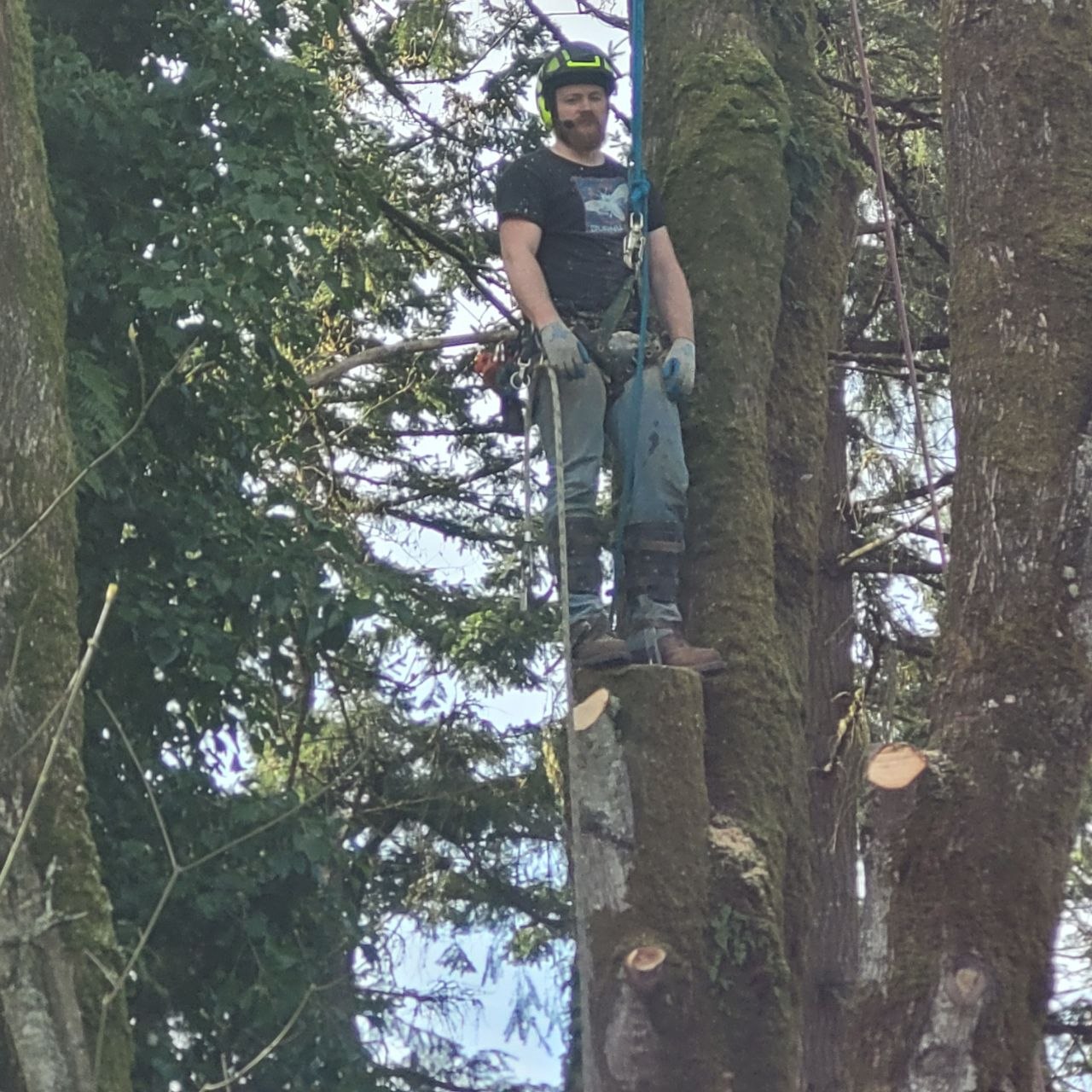Take A Bough climber in tree