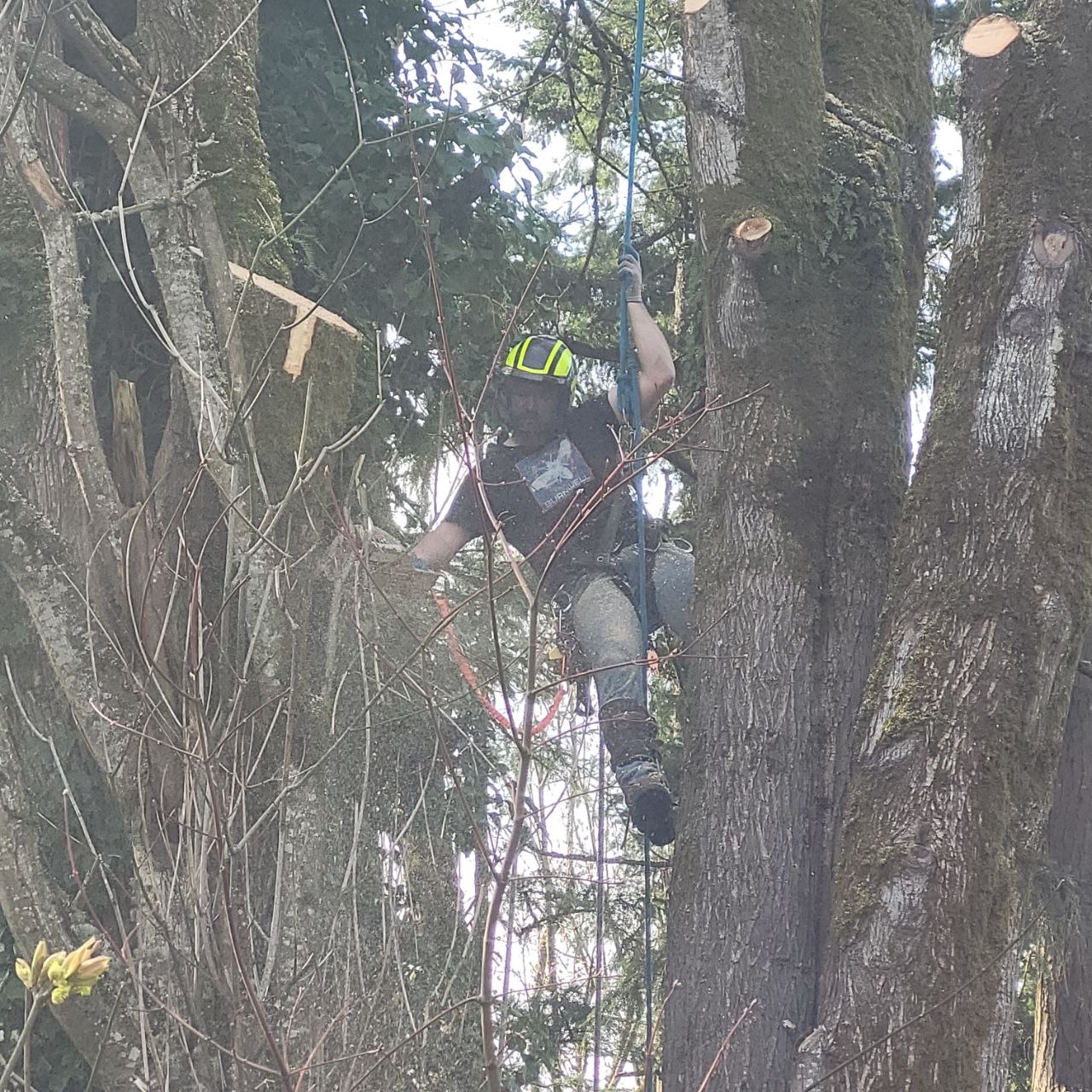 Arborist consultation