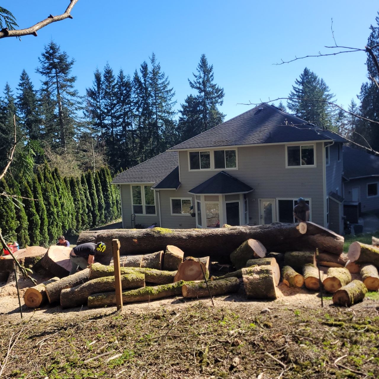 Safe tree removal near home