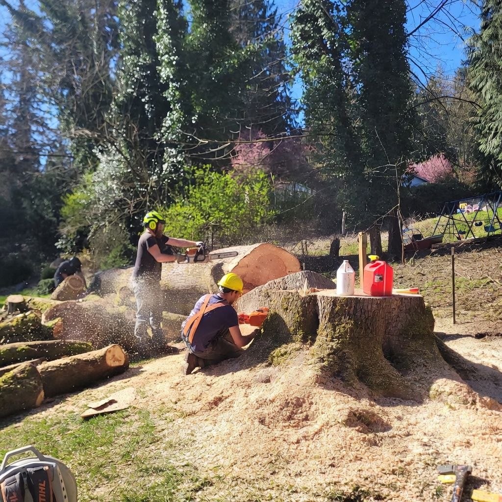 Stump grinding service