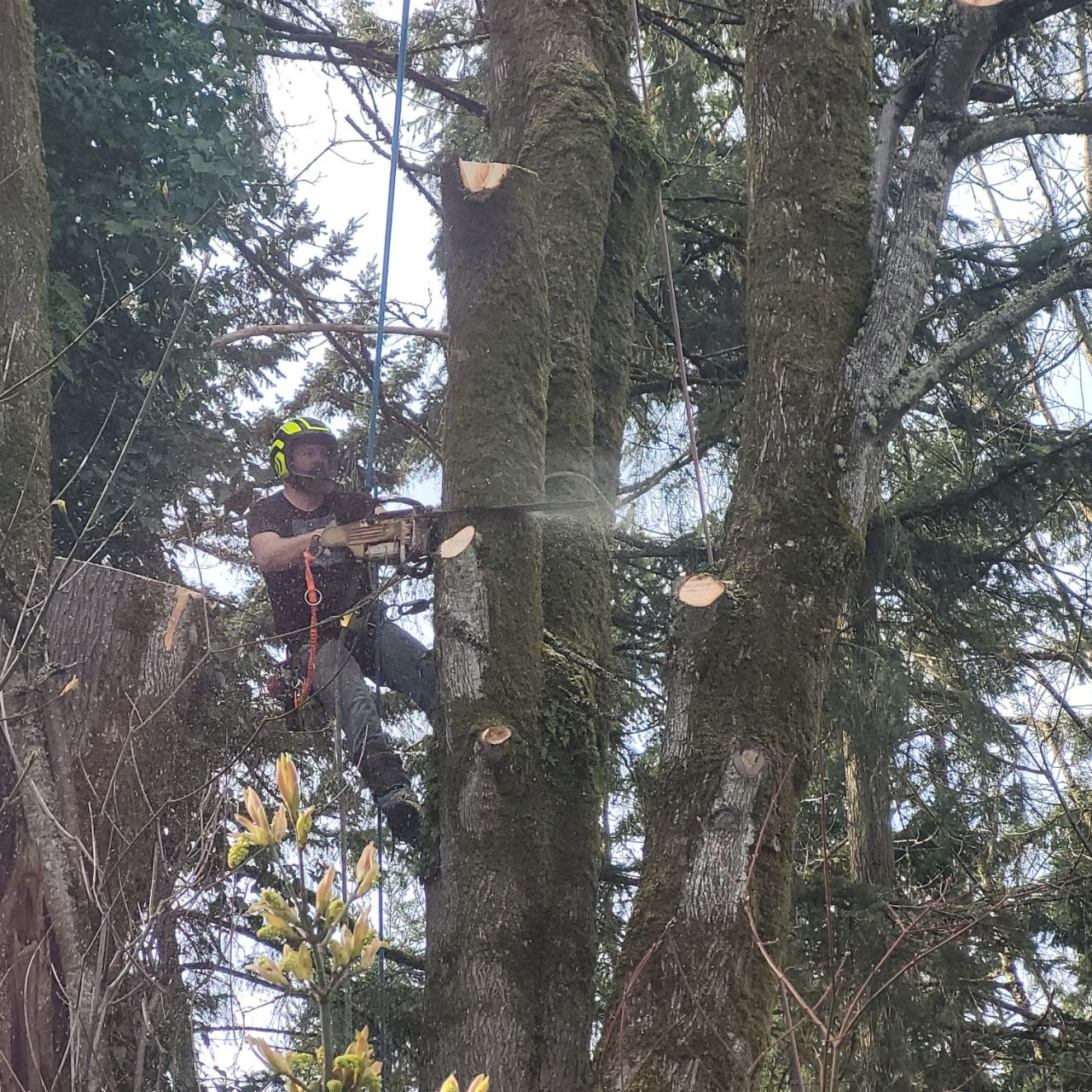 Tree removal service