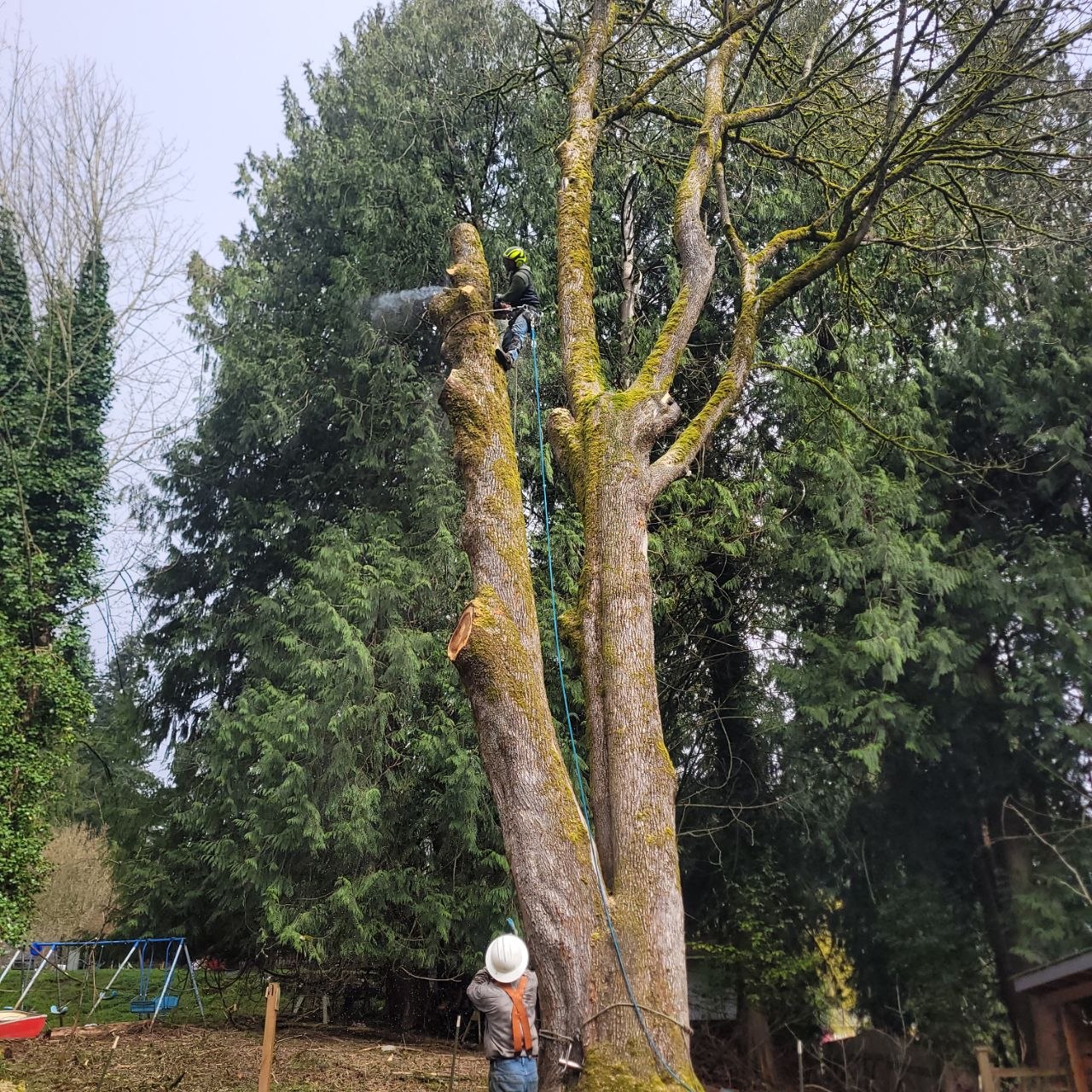 Tree trimming service